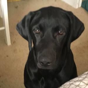 Meet your Posher, Phoenix